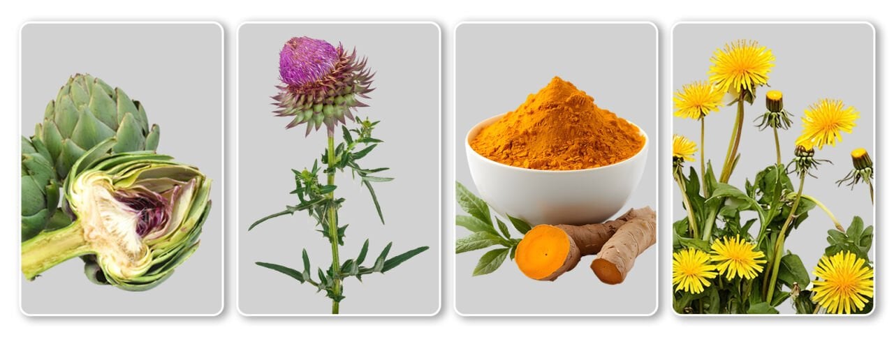 Bu yazı, doğanın en bilinen dört bitkisinin—Enginar, Devedikeni, Karahindiba ve Zerdeçal—zengin ve çoğu zaman unutulmuş hikayelerine bir yolculuk sunuyor. Modern sağlık iddialarından uzak durarak, bu bitkilerin binlerce yıllık tarihini, kültürel önemini ve geleneksel sistemlerdeki yerini derinlemesine inceliyoruz. Antik Roma'nın lüks sofralarından Avrupa herbalizminin temel taşlarına uzanan enginarın ikili kimliğini, Meryem Ana efsanesiyle kutsallık kazanan devedikeninin karaciğer sağlığındaki geleneksel rolünü, bir zamanlar değerli bir gıda ve ilaçken bugün 